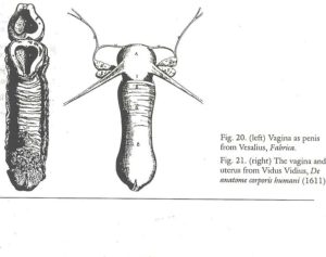 Vagina-Vesalius-3